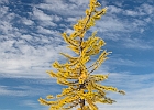 There&#39;s nothing like Golden Larch trees framed against a blue sky.  I was lucky to get this light...