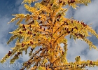 The older larches seemed to turn first.  The high resolution version of this image is quite striking.