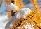 Larch needle detail and some cold October snow.