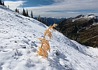 A Charlie Brown larch tree.  Up on the shoulder of Frisco Mountain, close to 7000-ft, I found some more color.
