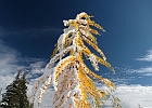 6980-ft along side Frisco Peak, this larch kept its needles even after being loaded with snow.