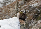Hoary Marmot working hard to store food.  The population may suffer next season after such a short summer in 2011.