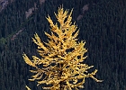 With afternoon light getting flat, I tried using the firs across the pass as a dark backdrop to show off the gold during my descent.