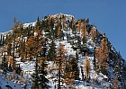 Larches in peak color; usually happens before the snow falls.