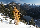 The quintessential Maple Pass image: a larch above Lk Ann, Cascades distant.