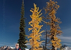 Yvonne, fir, young larch, old larch.