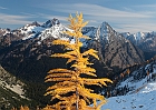 This larch was green last week; I&#39;m glad I made it back to see it again.  Cuttthroat and Whistler Peaks make a nice backdrop.