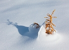 A small larch turns gold just before being buried until next July.