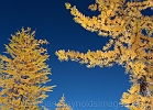 Foreground, background gold.