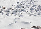 The beginning of the 2011-2012 snowpack makes for some nice texture.