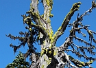 Not all is gold and white.  Moss and algea on an old snag.