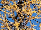 Chaotic golden needle abstract patterns.