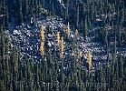 Golden Larches light up the talus slope below Kangaroo Ridge.