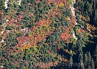 Some fall color in the avalanche chutes at Washinton Pass.