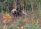 Grizzly bear spotted by Yvonne -- after we crossed below him with no idea he was nearby.