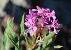 A late season willowherb still blooms.