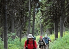 Ptarmigan Tunnel Trail: Steeper than it looks, but with plenty of huckleberries for fuel...