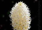 One of the few remaining bear grass blooms of the season.