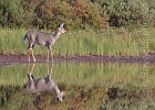 Mirrored doe at Fishercap Lake.