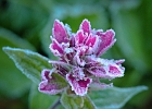 Frosty Magenta Paintbrush along the Siyeh Pass trail.