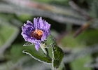 Frosty alpine daisy just as it catches some warmth.