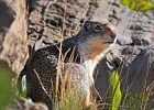 Columbia ground squirrel looks us over closely; he is not impressed.