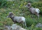 Just down from the pass, some big horn sheep graze... and watch us watch them.