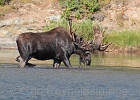 Bull moose feeding at Fishercap Lake.