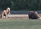 Moose calf kneels for a drink while mother moose feeds on water plants.