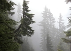 Exiting the forest as I approach Cascade Pass.  I enjoy the fog, knowing skies will clear soon.