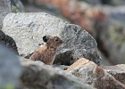 This pika seems a bit skinny, but it was a big snow winter...