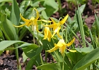 Glacier lilies above Cascade Pass.