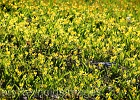 Carpets of Glacier Lilies bllom as the snow melts back.