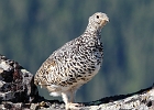 A White-tailed Ptarmigan, in full summer plumage, watches me watch her.