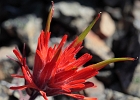 The painbrush &#34;flower&#34; is actually the protruding green beaks, whereas the red portion are bracts (leaf structures).
