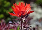 Paintbrush, isolated and missing its flower beaks.