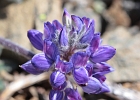 Dwarf lupine -- the most I&#39;ve seen anywhere.  Blooms are only ~1-in wide.  Only grows at higher elevations.