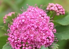 Close-up of a Rosy Spiraea bloom -- popcorn size.
