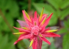 Overhead view of a paintbrush bloom.