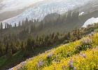 Capturing the rising sun over the Coleman Glacier as it highlights the flower-covered Hogsback (ancient moraine).