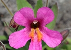 Lewis&#39;s Monkey Flower, up close.