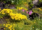 A very nice alpine garden that appears for just a couple weeks per year... if the seasonal snow melts out.