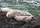 Some seals sleep, some seals yawn. Yaquina Head, OR.