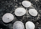 Yvonne&#39;s haul from Washburne beach -- just a small portion of her sand dollar fortune.