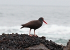 Oyster Catcher on muscle-covered rocks. Fogarty Creek near Lincoln Beach, OR.