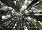 Giant Redwoods of Muir Woods