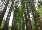Yvonne in solitude amongst the redwoods.  Muir Woods, CA