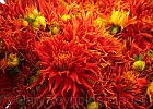 Mums or dahlias?
