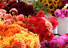 A huge assortment of cut flowers, and quite reasonably priced.