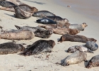 The beach at Children&#39;s Pool has been taken over by Harbor Seals.